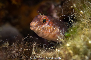 Parablennius pilicornis_August 2026
(Canon RF100,1/200,f... by Antonio Venturelli 